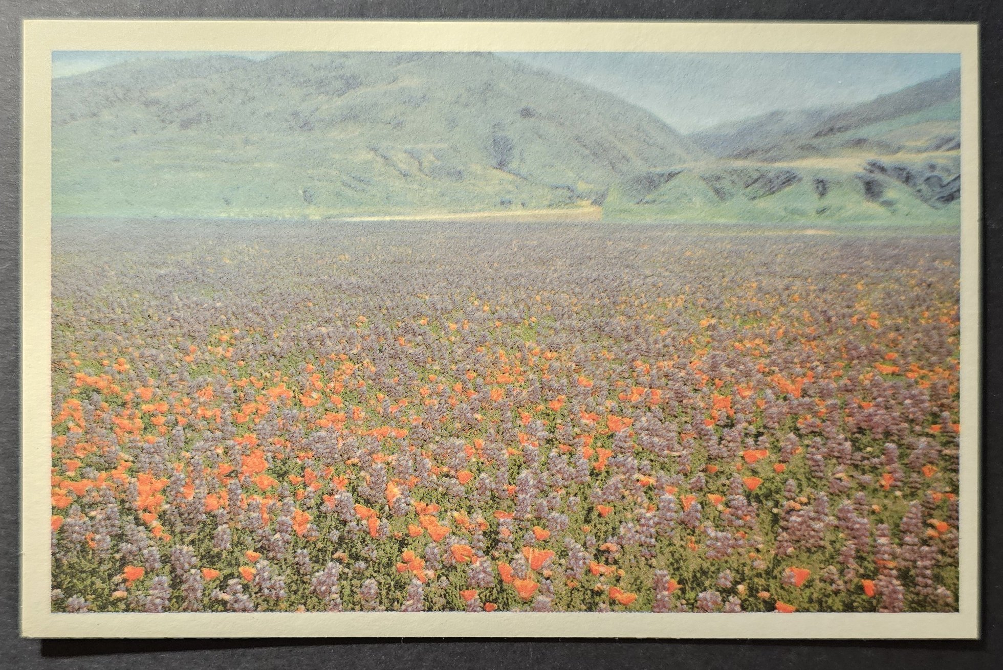 postcard USA - CA - California #0101 (image for) postcard USA - CA - California #0101